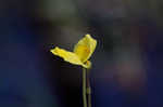 Floating bladderwort